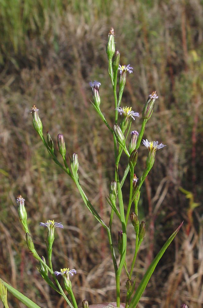 Symphyotrichum subulatum Symphyotrichum subulatum annual saltmarsh Americanaster Go Botany