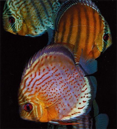 Symphysodon tarzoo Symphysodon tarzoo tropical fish Pinterest Articles