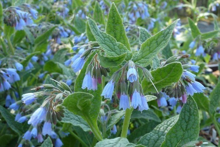 Symphytum caucasicum PlantFiles Pictures Caucasian Comfrey Beinwell Blue Comfrey