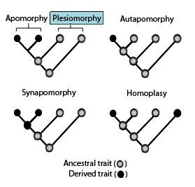 Symplesiomorphy