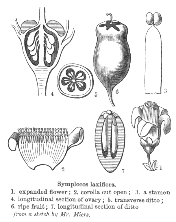 Symplocaceae deltaintkeycomangioimagessympl593gif