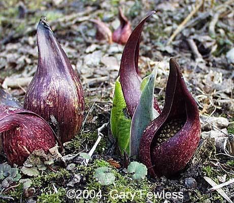 Symplocarpus Vascular Plants of Wisconsin Symplocarpus foetidus skunk cabbage