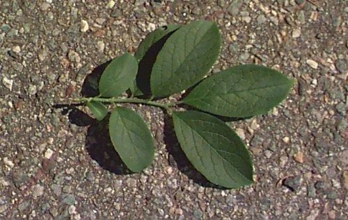 Symplocos Symplocos paniculata Sapphireberry Asiatic Sweetleaf Plant