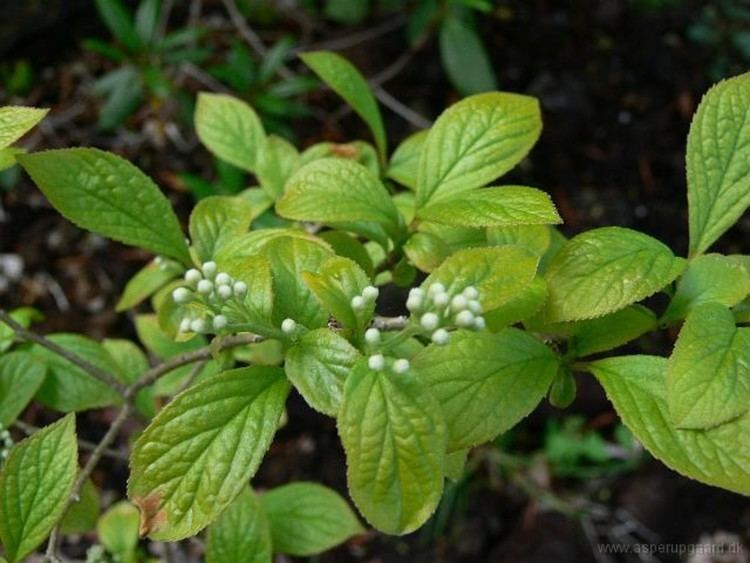Symplocos Symplocos paniculata Asiatic sweetleaf sapphireberry Go Botany