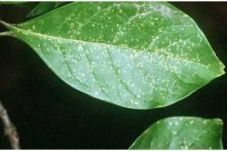 Symplocos tinctoria Plants Profile for Symplocos tinctoria common sweetleaf