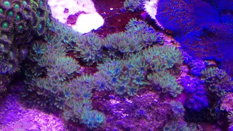 Sympodium (coral) BLUE SYMPODIUM POLYPS YouTube