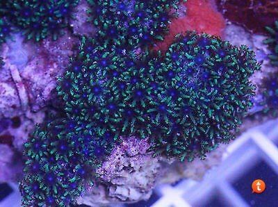 Sympodium (coral) Blue sympodium Reef Sanctuary