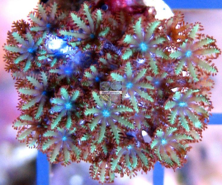 Sympodium (coral) Limited Edition Sympodium Soft Coral