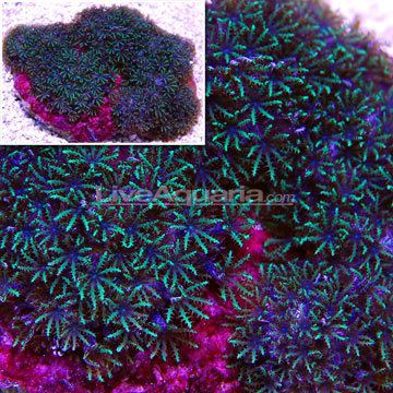Sympodium (coral) Saltwater Aquarium Corals for Marine Reef Aquariums Blue Sympodium