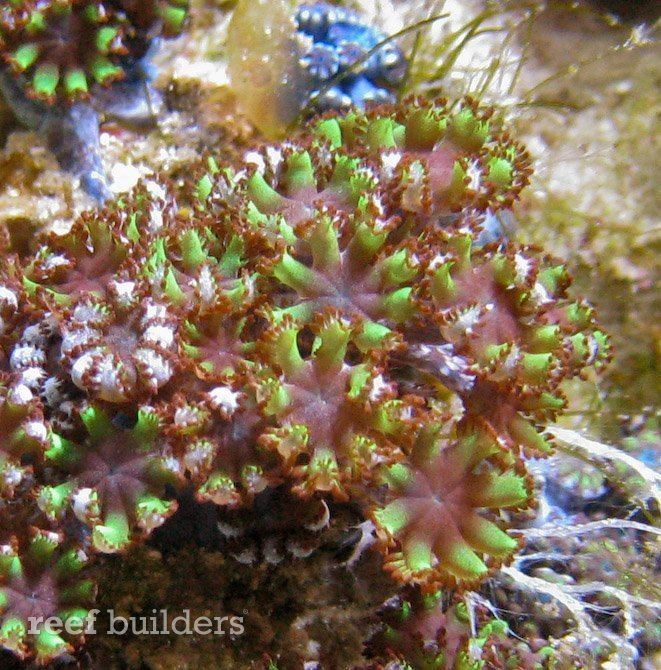 Sympodium (coral) Sympodium encrusting soft coral starting to appear in blue and green