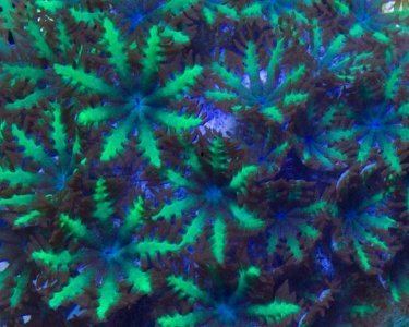 Sympodium (coral) Blue and Green Sympodium Aquarium Hobbyist Resource and Social