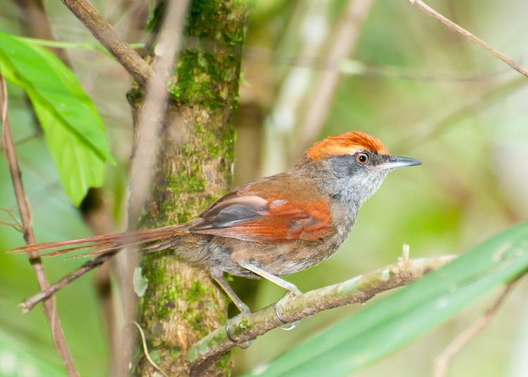 Synallaxis Birds of the genus Synallaxis Hotspot Birding