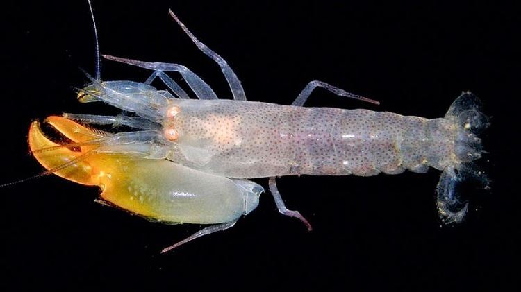 Synalpheus regalis Beetle Boy39s BioBlog Species of the Week Pistol Shrimps