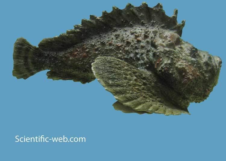 Synanceia Synanceia Stonefish Fish