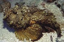Synanceia horrida Synanceia horrida Estuarine stonefish aquarium