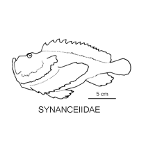 Synanceiidae fishesofaustralianetauimagesfamilysynanceiida