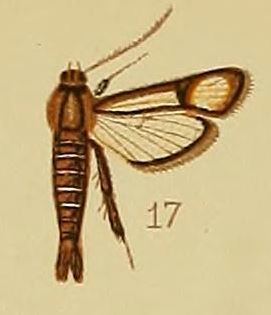 Synanthedon flavipalpis