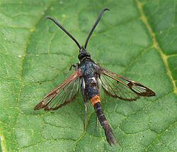 Synanthedon myopaeformis httpsuploadwikimediaorgwikipediacommonsthu