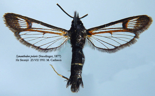 Synanthedon polaris Synanthedon polaris Insecta Lepidoptera Sesiidae