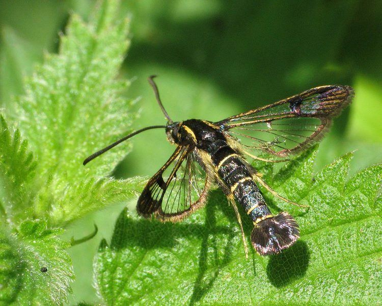 Synanthedon tipuliformis Currant Clearwing Synanthedon tipuliformis NatureSpot