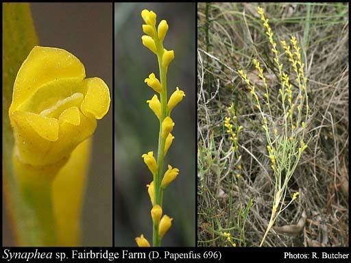 Synaphea Synaphea sp Fairbridge Farm D Papenfus 696 FloraBase Flora of