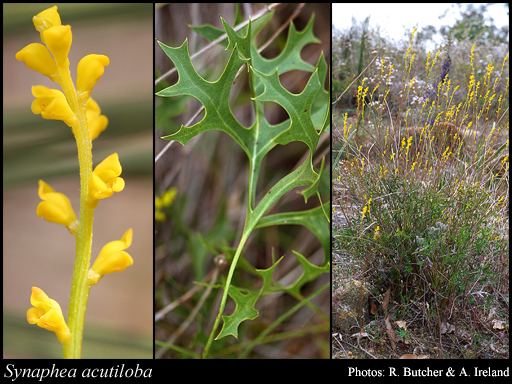 Synaphea Synaphea acutiloba Meisn FloraBase Flora of Western Australia