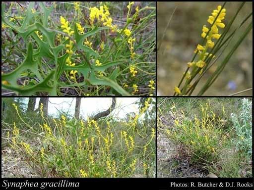 Synaphea Synaphea gracillima Lindl FloraBase Flora of Western Australia
