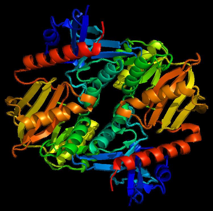 Synapsin 2