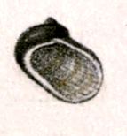 Synaptocochlea picta
