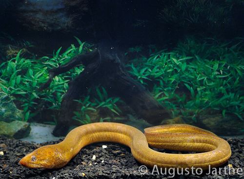 Synbranchus marmoratus Synbranchus marmoratus Marbled swamp eel Distribution Ce Flickr