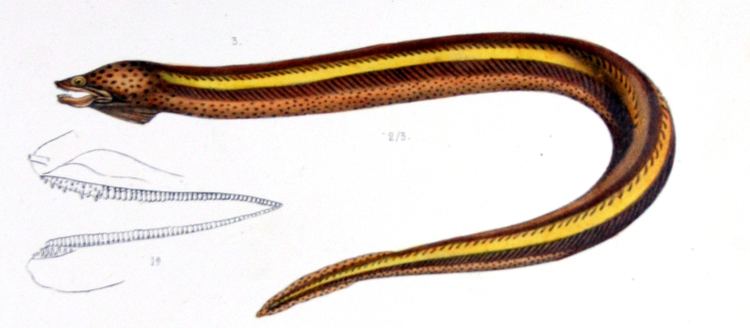Synbranchus marmoratus FileSynbranchus marmoratusjpg Wikimedia Commons