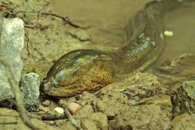 Synbranchus marmoratus Swamp eel Synbranchus marmoratus Reserva Ecolgica Costanera Sur