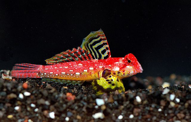 Synchiropus Awesome Fish Spotlight The scarlet Synchiropus awesome fish