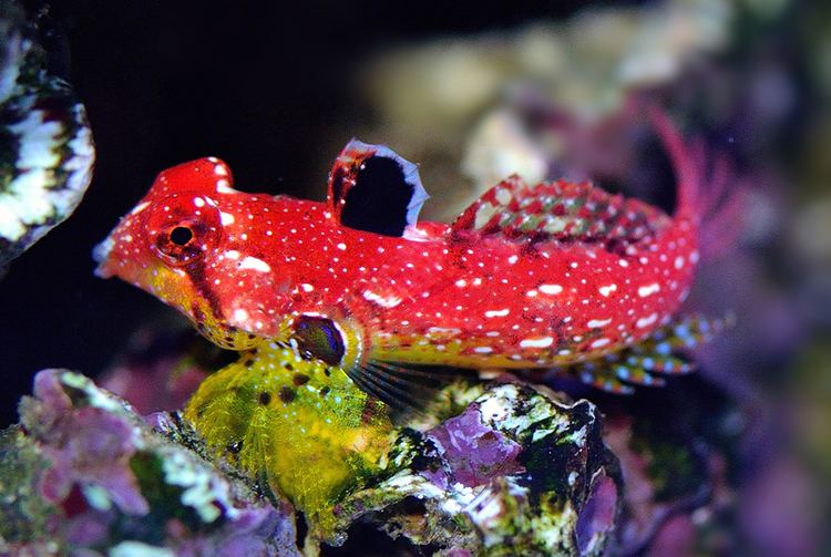 Synchiropus Synchiropus sycorax Is The New Official Name of the Ruby Red