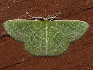 Synchlora aerata Synchlora aerata Wavylined Emerald Moth image