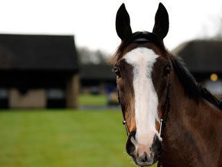 Synchronised (horse) Grand National Runners Why Synchronised will shorten this week