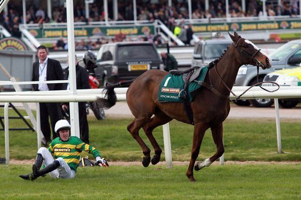 Synchronised (horse) RSPCA calls Grand National deaths of Synchronised and According to