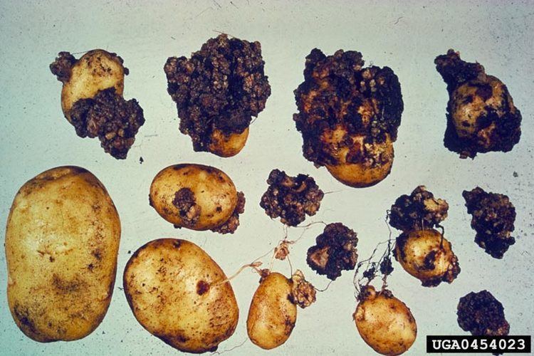 Synchytrium potato wart disease Synchytrium endobioticum on potato Solanum