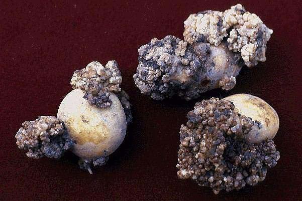 An image of potato tubers infected with potato cancer caused by the fungus Synchytrium endobioticum affects only potatoes from cultivated plants.