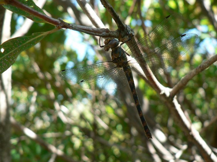 Syncordulia serendipator