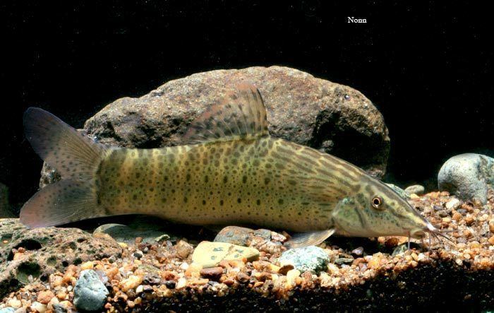 Syncrossus Syncrossus beauforti Chameleon Loach Seriously Fish