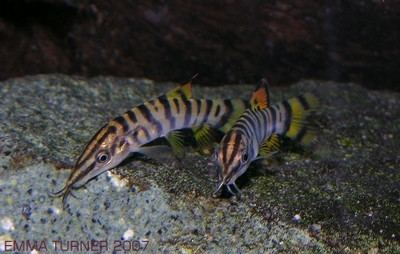 Syncrossus Syncrossus unknown01 Loaches Online