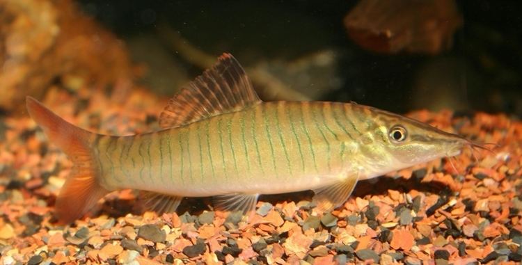 Syncrossus Syncrossus hymenophysa Green Tiger Loach Seriously Fish