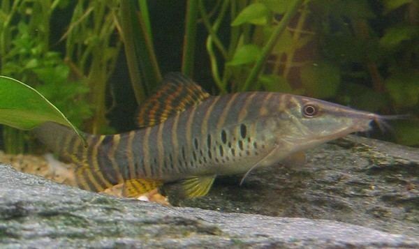 Syncrossus helodes Syncrossus helodes Loaches Online