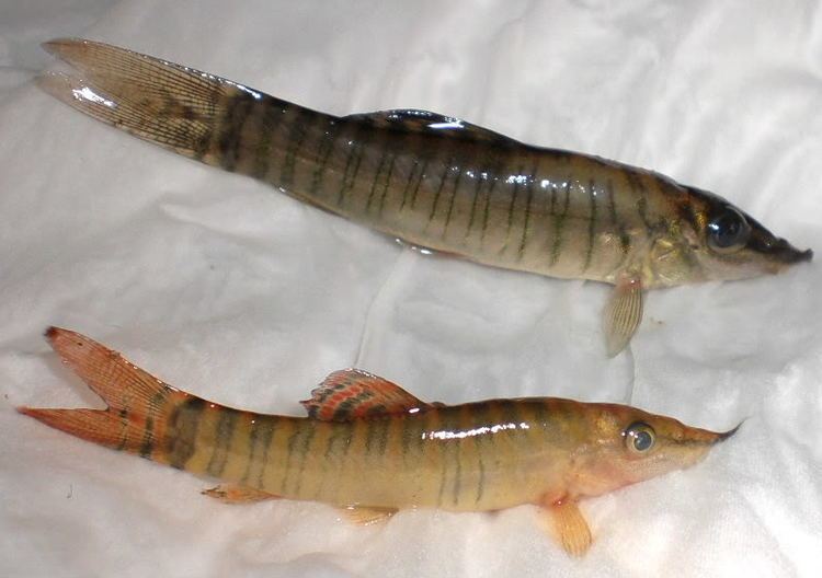 Syncrossus hymenophysa Syncrossus hymenophysa Green Tiger Loach Seriously Fish