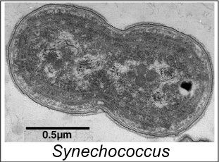 Synechococcus Morphology