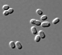 A group of Synechococcus.