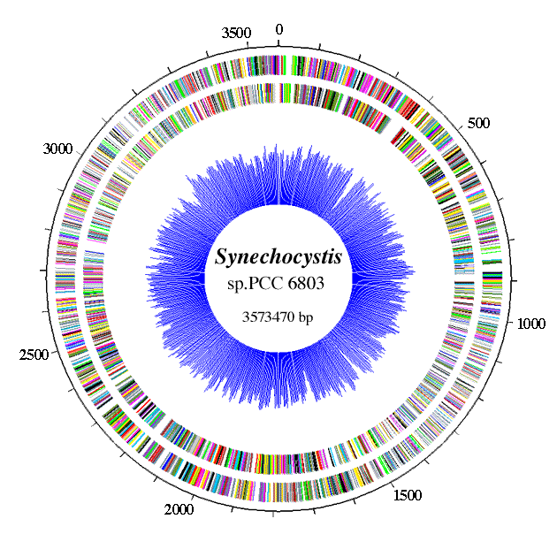 Synechocystis cyanobaseSynechocystis Top