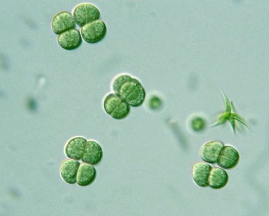 Synechocystis Prokaryote Chroococcales Synechocystis