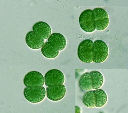 Synechocystis Prokaryote Chroococcales Synechocystis